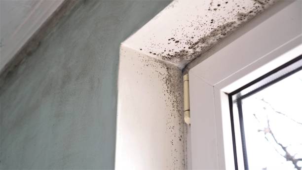 Belle, WV Mold Remediation Company