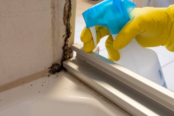 Best Bathroom Mold Remediation in Belle, WV