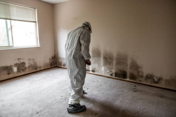 Best Residential Mold Remediation in Belle, WV